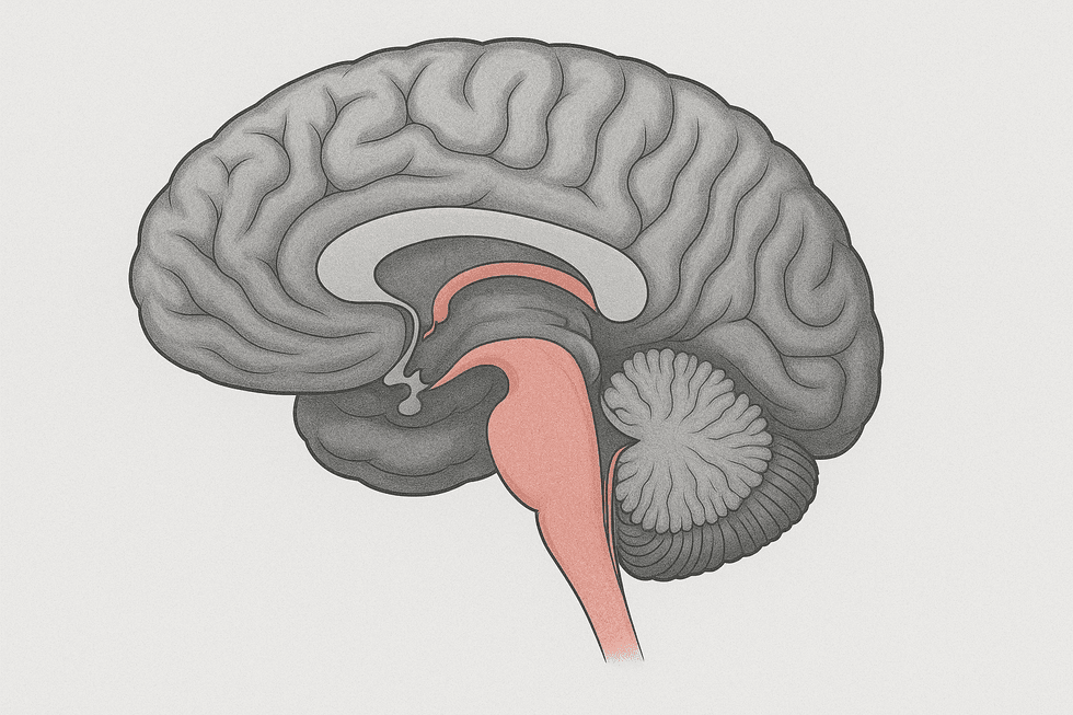 Hippocampus – hjärnans centrum för minne och orientering